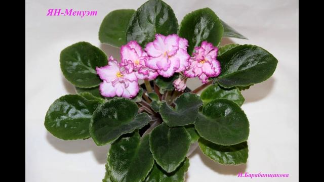 Фиалка ЯН Менуэт смотреть онлайн