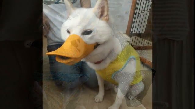 Когда хозяин творит с тобой какую то дичь Разодетые питомцы смотреть онлайн