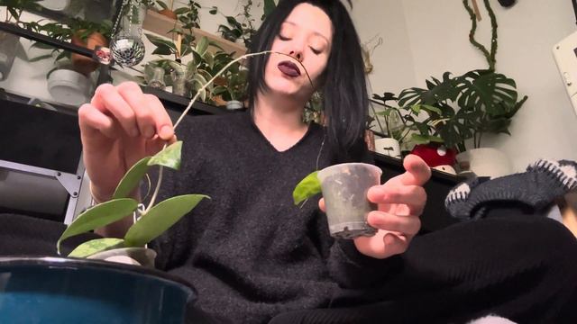 HAUL PLANTANDSTORIES 3 NOUVELLES HOYAS смотреть онлайн