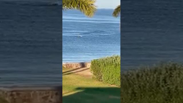 2023 05 08 Dolphins in the bay credit Deborah Leatherwood смотреть онлайн