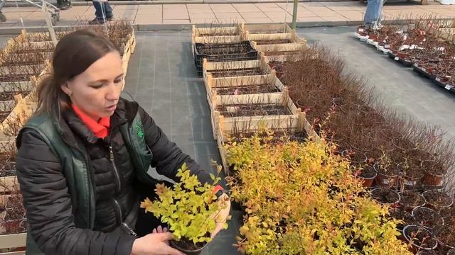 Обзор цветущих, декоративных и плодовых растений в садовом центре Гринвилль! смотреть онлайн