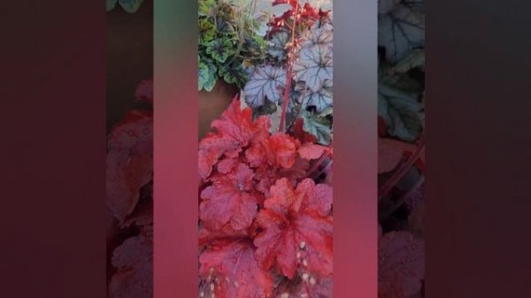 Heuchera "Fire Alarm"(Гейхера "Фаер аларм")