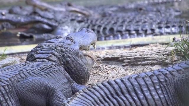 Crocodile Crossing. Zip line over alligators and crocodiles! смотреть онлайн