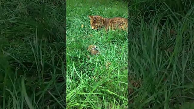 Бенгальский кот на охоте .