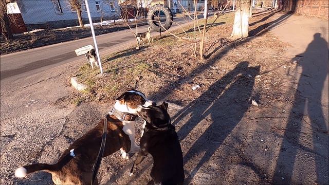 Амстаффтерьера атакует дворняга / Amstaff Terrier Is Attacked By A Mongrel 🐕🐾