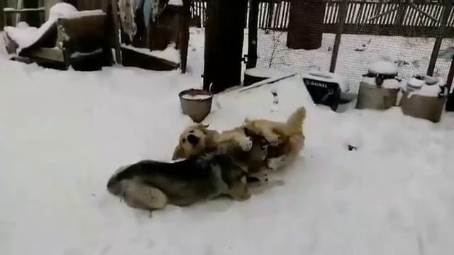 Хаски, Ретривер (Husky, Retriever) смотреть онлайн