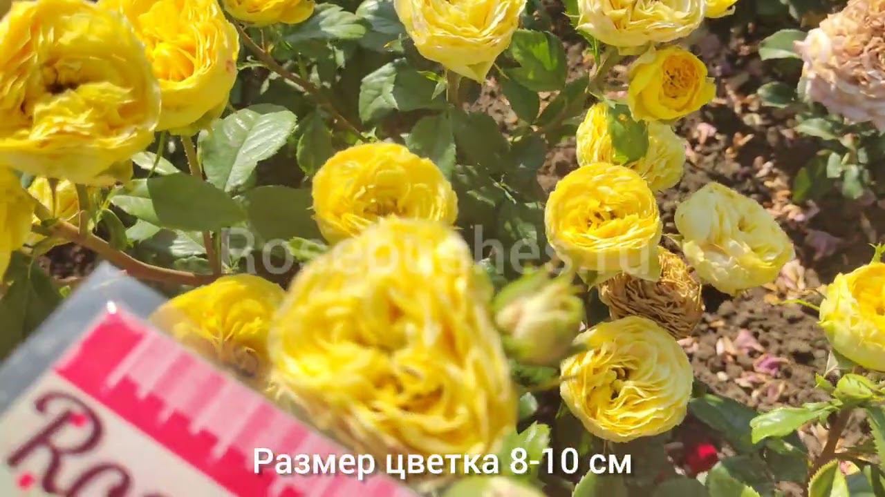 РОЗЫ ДЛЯ САДА! Кантри Блюз, Каралуна, Каталина, Голден Мустард, Мария Терезия. rosebushes.ru смотреть онлайн