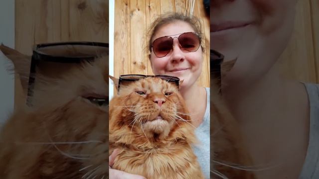 Мейн кун. Кот Джокер. Всем желаем добра. Как хорошо, что мы есть у друг друга. смотреть онлайн