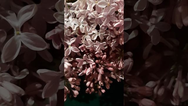 ?Магия сирени? Исполняем заветные желания? смотреть онлайн