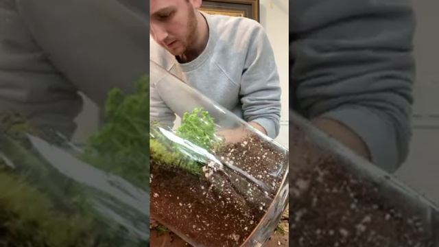 How To Plant A Terrarium With A Moss Wall