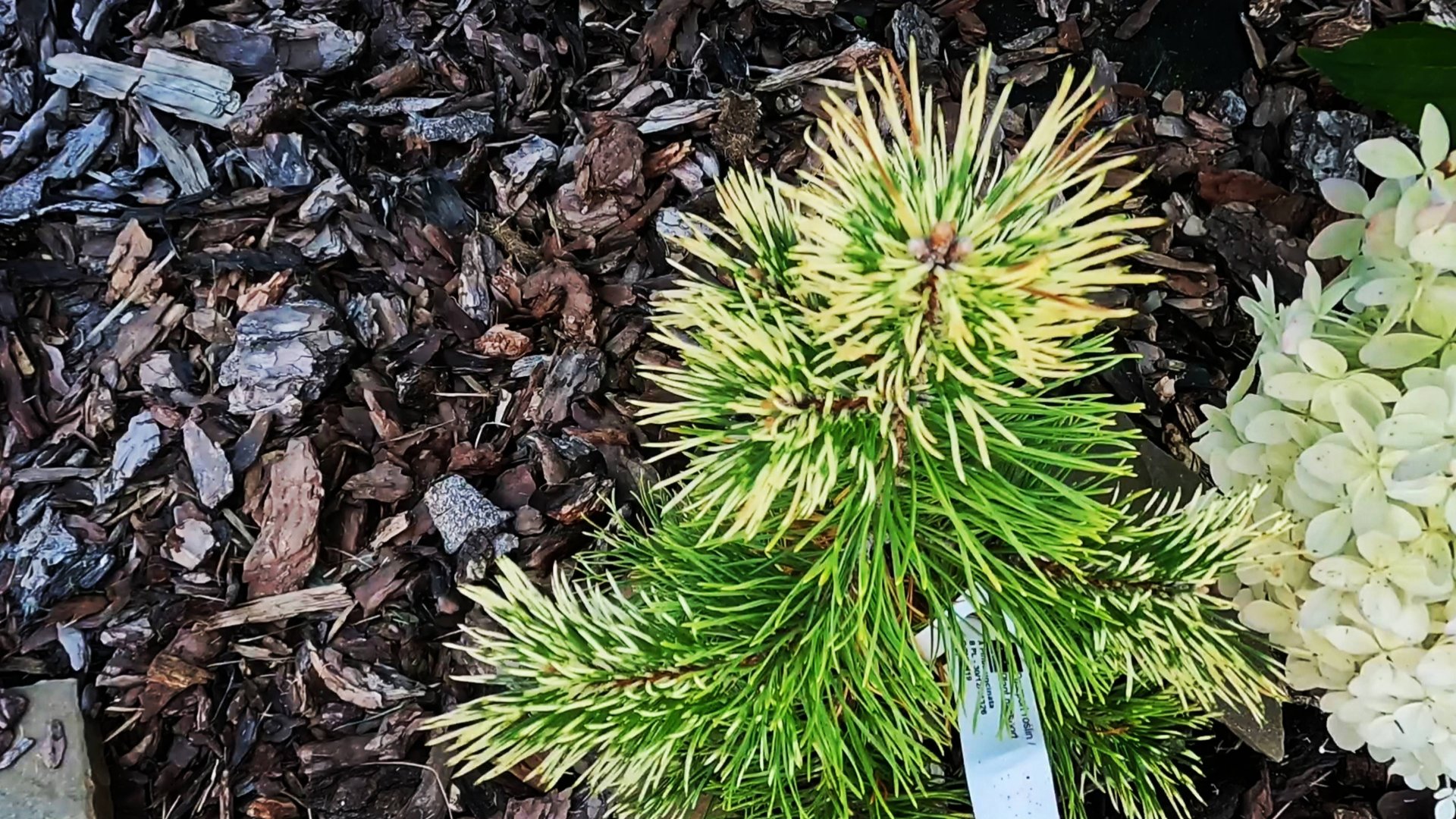 Завершение летнего сезона в хвойном саду🌞 2024г! Новинка🔥25 августа 2024г смотреть онлайн