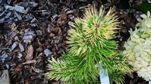 Завершение летнего сезона в хвойном саду🌞 2024г! Новинка🔥25 августа 2024г