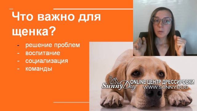 Дрессировка щенка в онлаин формате? Как происходит? как научить?Этапы дрессировка щенка смотреть онлайн
