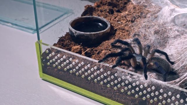 Паук птицеед Моноцентропус Балфори (Monocentropus balfouri) смотреть онлайн
