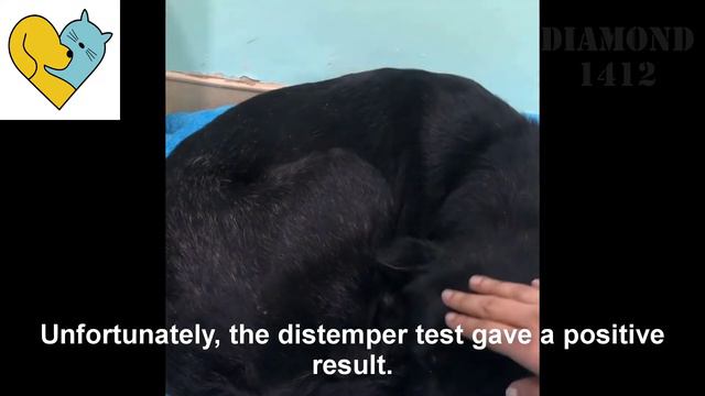 The homeless dog with no relatives curled up because of the cold смотреть онлайн