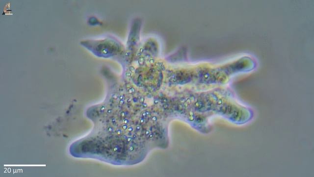 Амёба Полихаос (Amoeba Polychaos) смотреть онлайн