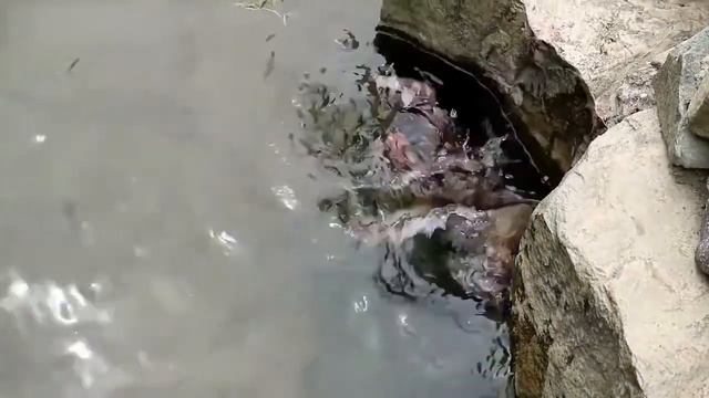 Животные спасают друг друга Невероятно смотреть онлайн
