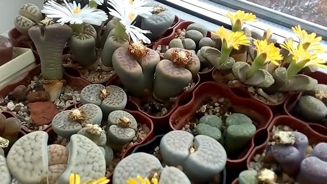 Температура зимой для литопсов, какая нужна? Скорейшего выздоровления всем-всем! смотреть онлайн