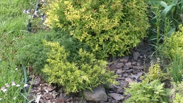 Тимьян (чабрец) в моем саду. Выращивание тимьяна и как заготавливать чабрец? смотреть онлайн