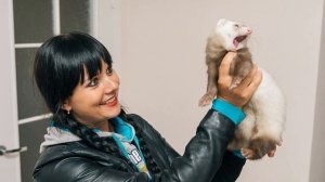 КАК ВОСПИТАТЬ ХОРЬКА? Приёмы для воспитания хорька. Ручной хорёк.