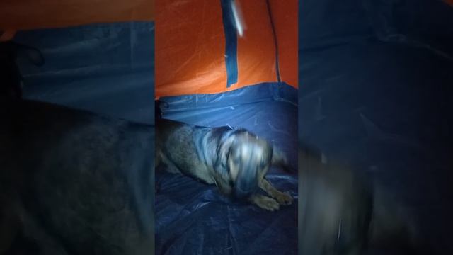 Собачье приключение смотреть онлайн