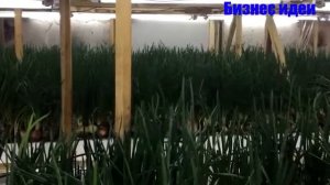 ВЫРАЩИВАНИЕ ЗЕЛЕНОГО ЛУКА НА ПЕРО КАК БИЗНЕС ИДЕЯ.БИЗНЕС ИДЕЯ №2