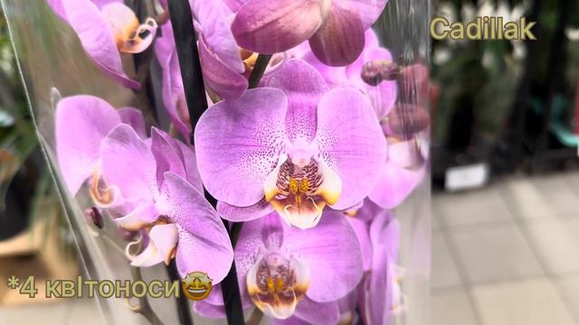 💙💛Огляд шикарних ОРХІДЕЙ💚святкова поставка🤩#exotic_flora на Клеманській, 3👍 ПЕРША частина смотреть онлайн