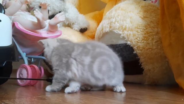 Британский котенок Norman MeowClub *BY лилового мраморного окраса смотреть онлайн