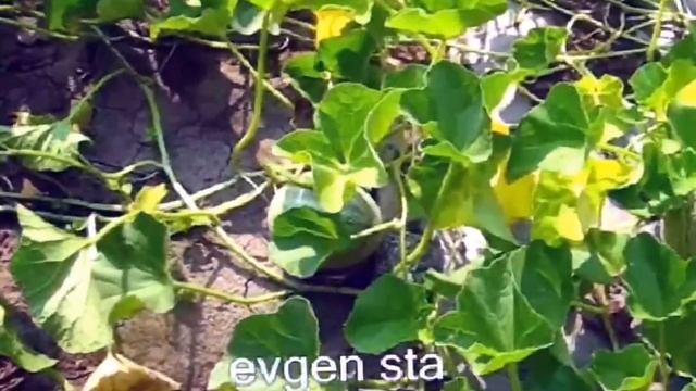 ВЫРАЩИВАНИЕ ДЫНЬ За и против смотреть онлайн