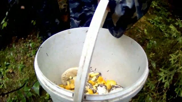 СОБИРАЕМ ГРИБЫ. НАРОДНЫЕ ПРИМЕТЫ смотреть онлайн