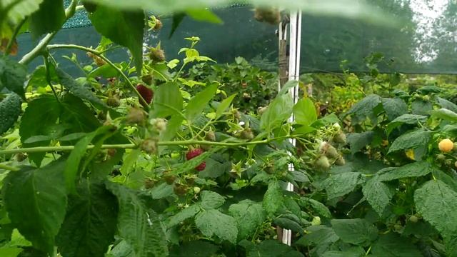 Урожай весь сезон/Малина Джоан-Джей смотреть онлайн