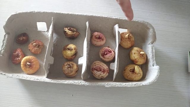 Гладиолусы из Светофора. Попробуем вырастить? смотреть онлайн