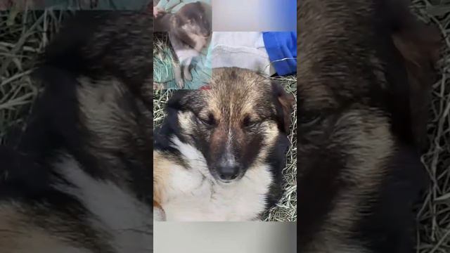Без кота жизнь не та!❤💙🐶🐱🐕(И без псов тоже😂) смотреть онлайн