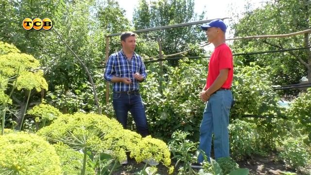 Чудо-ежевика. 6 соток 10.07.2017 смотреть онлайн