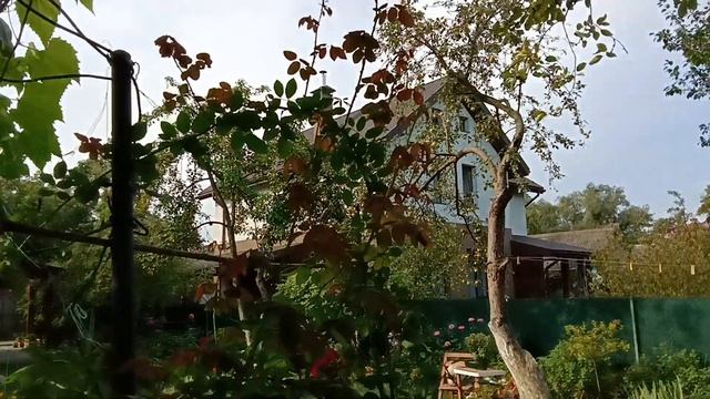 ‼️Розы которые цветут три раза за сезон?‼️ Как быстро улучшить землю под посадку кустарников? смотреть онлайн