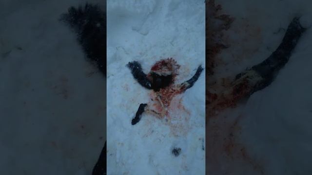 волки сорвали с цепи собаку и съели в 20 метрах от жилья.the wolves untied the dog смотреть онлайн