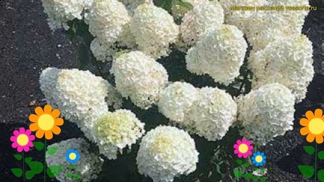 Гортензия метельчатая Саммер Сноу. Краткий обзор, описание hydrangea paniculata Summer Snow смотреть онлайн