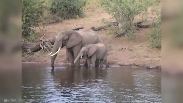 НЕВЕРОЯТНЫЕ СХВАТКИ Диких Животных Снятые на Камеру! смотреть онлайн