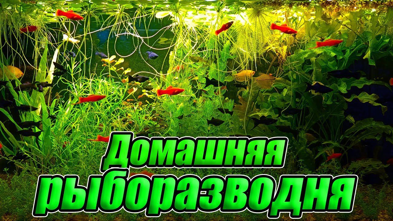 Рыборазводня как бизнес. Обзор готовой к разведению рыб и растений рыборазводни! смотреть онлайн