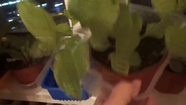 Обзор заказа цветов из Лавки Садовода 2022. смотреть онлайн