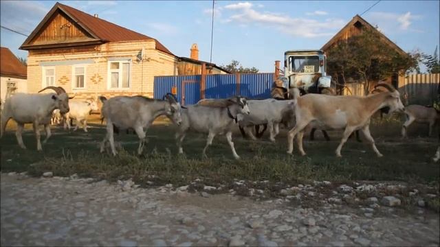 КОРОВЫ и КОЗЫ смотреть онлайн