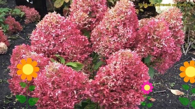 Гортензия метельчатая Роял Флауэр. Краткий обзор, описание hydrangea paniculata Royal Flower смотреть онлайн