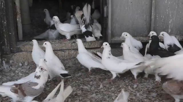 Бакинские голуби доктора Ильхама в Баку!