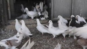 Бакинские голуби доктора Ильхама в Баку!