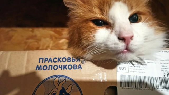 "Девушка" Прасковья))) смотреть онлайн