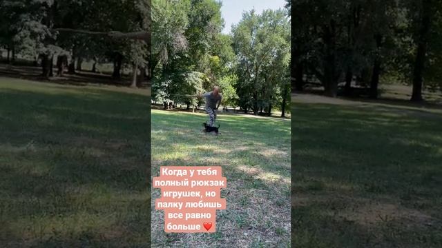 Как умотать собаку с помощью палки ? смотреть онлайн