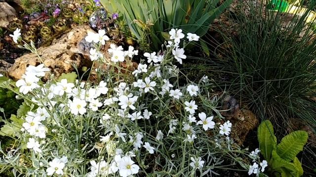 Ясколка войлочная. Белая нежность.