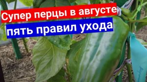 Особенности выращивания перца в августе без ошибок. Пять основных правил ухода.