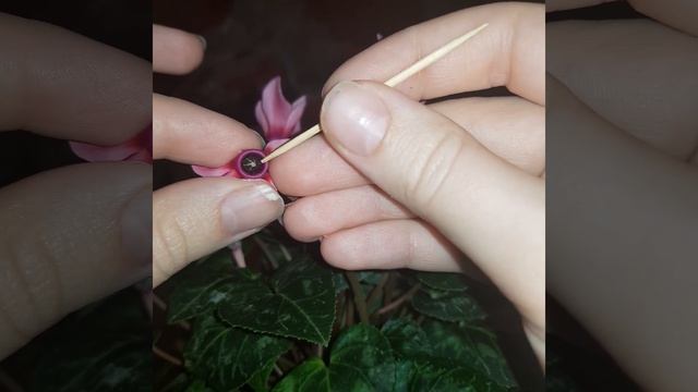 Размножение цикламена. Опыление в домашних условиях#мой опыт смотреть онлайн