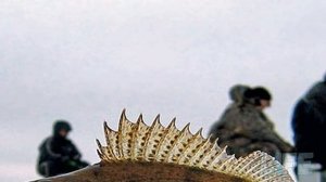 Секреты ловли ерша! Как и на что ловить ерша зимой?